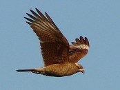 Chimango/Chimango Caracara Chimango/Chimango Caracara