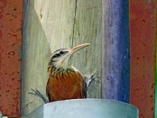 Chinchero chico/Narrow-billed Woodcreeper Chinchero chico/Narrow-billed Woodcreeper
