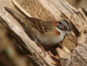 Chingolo/Rufous-collared Sparrow