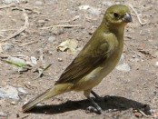 Corbatita común/Double-collared Seedeater