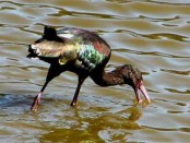 Cuervillo de cañada/White-faced Ibis