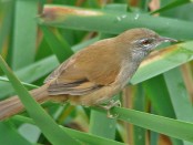 Curutié ocraceo/Sulphur-bearded Spinetail