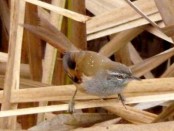 Curutié ocraceo/Sulphur-bearded Spinetail