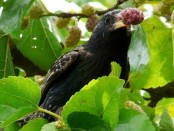 Estornino pinto/European Starling