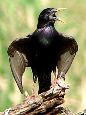Estornino pinto/European Starling