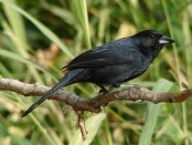 Frutero negro/White-lined Tanager Frutero negro/White-lined Tanager