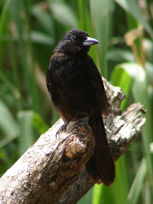 Frutero negro/White-lined Tanager Frutero negro/White-lined Tanager