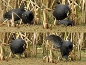 Gallareta ligas rojas/Red-gartered Coot