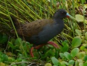Gallineta común/Common Gallinule Gallineta común/Common Gallinule