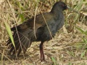 Gallineta común/Common Gallinule Gallineta común/Common Gallinule