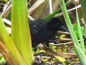 Gallineta común/Common Gallinule Gallineta común/Common Gallinule