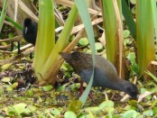 Gallineta común/Common Gallinule Gallineta común/Common Gallinule