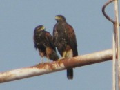 Gavilán mixto/Bay-winged Hawk