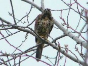 Gavilán mixto/Bay-winged Hawk