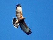 Gavilán mixto/Bay-winged Hawk