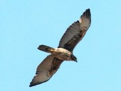 Gavilán mixto/Bay-winged Hawk
