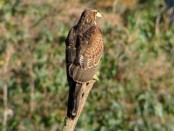 Gavilán mixto/Bay-winged Hawk