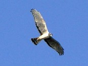 Gavilán planeador/Long-winged Harrier
