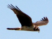 Gavilán planeador/Long-winged Harrier