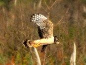 Gavilán planeador/Long-winged Harrier