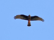 Gavilán planeador/Long-winged Harrier