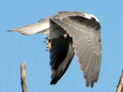 Milano blanco/White-tailed Kite
