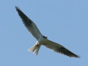 Milano blanco/White-tailed Kite