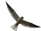 Milano blanco/White-tailed Kite