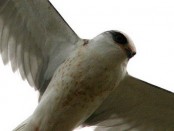 Milano blanco/White-tailed Kite