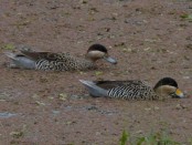 Pato capuchino/Silver Teal
