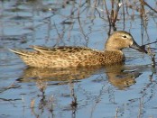 Pato colorado/Cinnamon Teal Pato colorado/Cinnamon Teal