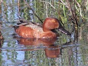 Pato colorado/Cinnamon Teal Pato colorado/Cinnamon Teal