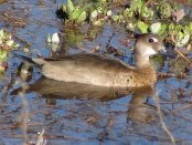 Pato cutirí/Brazilian Duck