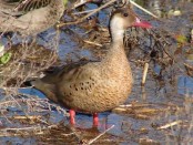 Pato cutirí/Brazilian Duck