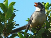 Pepitero de collar/Golden-billed Saltator