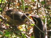 Pepitero de collar/Golden-billed Saltator