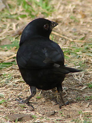 Tordo pico corto/Screaming Cowbird Tordo pico corto/Screaming Cowbird