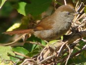 Piju¡ Frente Gris/Sooty Spinetail Piju¡ Frente Gris/Sooty Spinetail