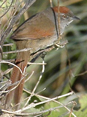 Piju¡ Frente Gris/Sooty Spinetail Piju¡ Frente Gris/Sooty Spinetail