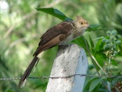 Pirincho/Guira Cuckoo