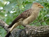 Pirincho/Guira Cuckoo