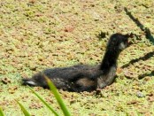 Pollona pintada/Spot-flanked Gallinule