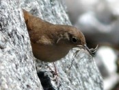 Ratona común/House Wren