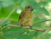 Reinamora grande/Ultramarine Grosbeak Reinamora grande/Ultramarine Grosbeak