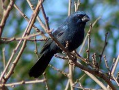 Reinamora grande/Ultramarine Grosbeak Reinamora grande/Ultramarine Grosbeak