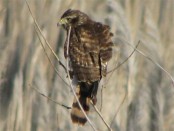 Taguató/Roadside Hawk