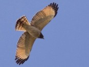 Taguató/Roadside Hawk