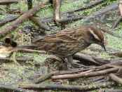 Varillero ala amarilla/Yellow-winged Blackbird
