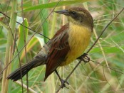 Varillero negro/Unicolored Blackbird