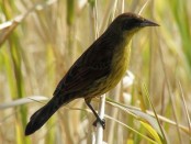 Varillero negro/Unicolored Blackbird